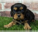 Small #3 Cavalier King Charles Spaniel