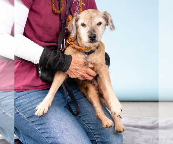 Medium Photo #2 Mutt Puppy For Sale in Pasadena, CA, USA