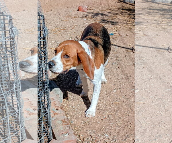 Medium Photo #1 Beagle Puppy For Sale in Apple Valley, CA, USA