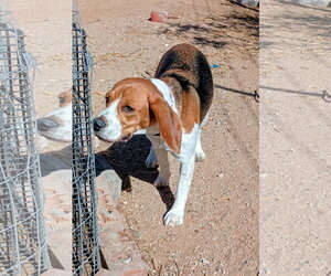 Beagle Dogs for adoption in Apple Valley, CA, USA