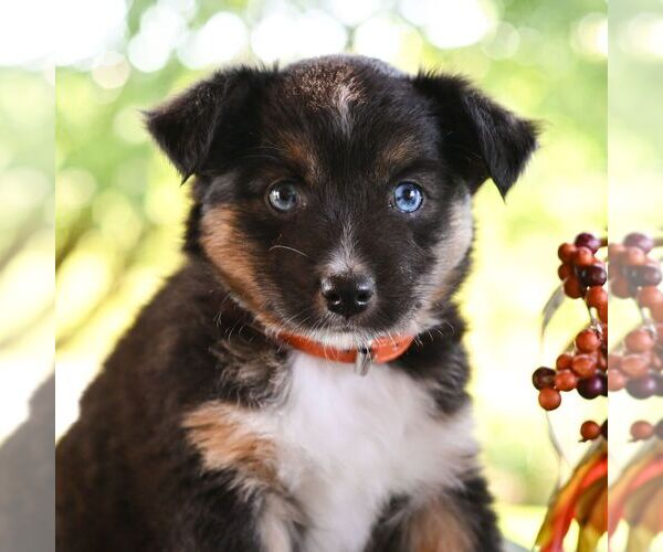 Medium Photo #3 Miniature Australian Shepherd Puppy For Sale in REBERSBURG, PA, USA