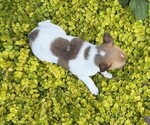Small #3 Fox Terrier (Smooth)