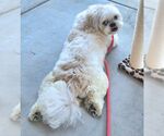 Small #2 Shih Tzu
