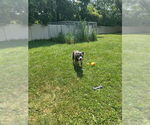 Small #12 Staffordshire Bull Terrier Mix