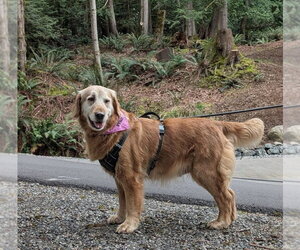 Golden Retriever Dogs for adoption in Bellingham, WA, USA