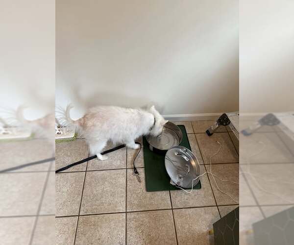 Medium Photo #3 American Eskimo Dog Puppy For Sale in Pikesville, MD, USA