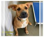 Small #1 Labrador Retriever Mix