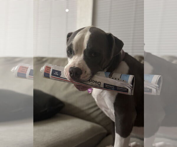 Medium Photo #1 American Pit Bull Terrier Puppy For Sale in Woodland, CA, USA