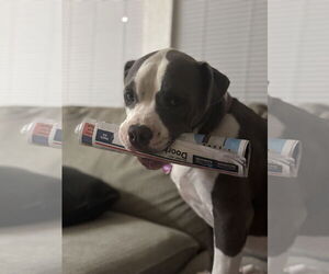 American Pit Bull Terrier Dogs for adoption in Woodland, CA, USA