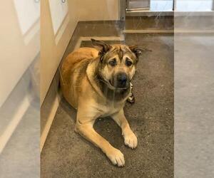 American Pit Bull Terrier-German Shepherd Dog Mix Dogs for adoption in Berkeley , CA, USA