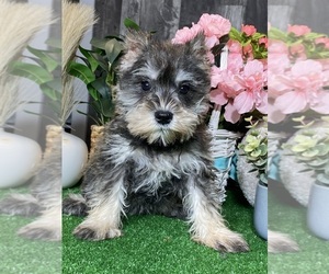 Schnauzer (Miniature) Puppy for sale in CANOGA, NY, USA