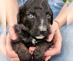 Small #5 F2 Aussiedoodle