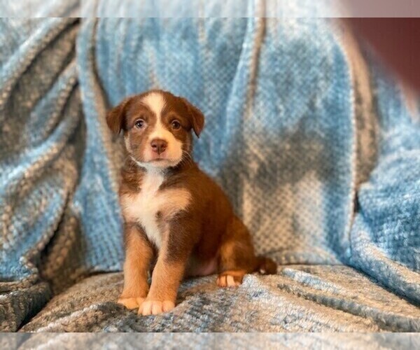 Medium Photo #7 Sheprador Puppy For Sale in BUCKEYE, AZ, USA