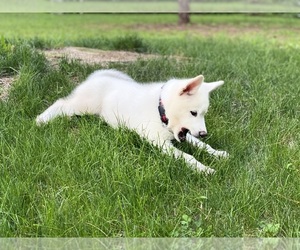 Alusky Puppy for sale in MOUNT POCONO, PA, USA