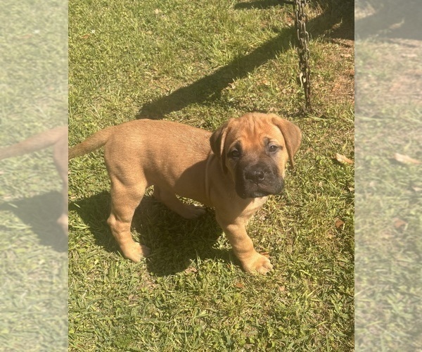 Medium Photo #9 Bullmastiff Puppy For Sale in JAY, FL, USA