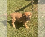 Small #8 Bullmastiff
