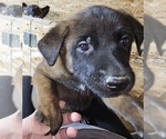 Puppy Light blue Belgian Malinois
