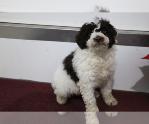Aussiedoodle Miniature Puppy for sale in SHILOH, OH, USA