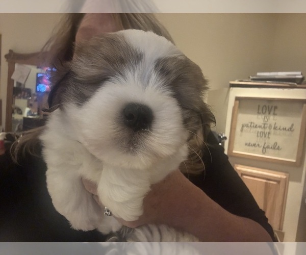 Medium Photo #2 Coton de Tulear Puppy For Sale in BIG RAPIDS, MI, USA