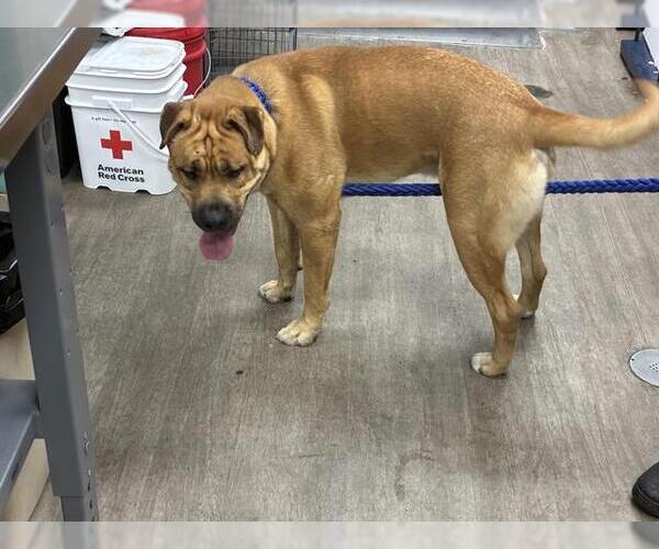 Medium Photo #1 Labrador Retriever Puppy For Sale in Pasadena, CA, USA