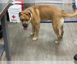Labrador Retriever Dogs for adoption in Pasadena, CA, USA