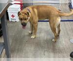 Small Labrador Retriever