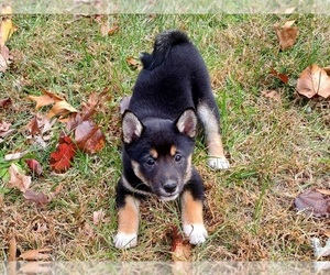 Shiba Inu Puppy for sale in CLARK, MO, USA