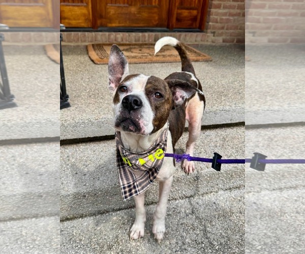 Medium Photo #1 Mutt Puppy For Sale in Germantown, OH, USA