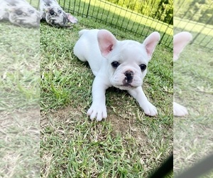 French Bulldog Puppy for sale in PARSONS, TN, USA