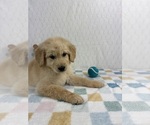 Small #2 Golden Retriever