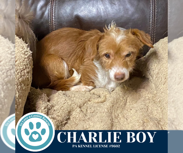 Medium Photo #2 Mutt Puppy For Sale in Kimberton, PA, USA