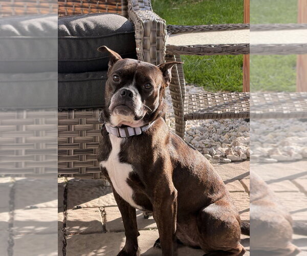 Medium Photo #5 Mutt Puppy For Sale in Boston, MA, USA