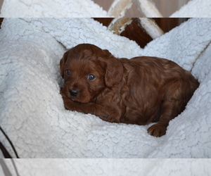 Medium Cavapoo