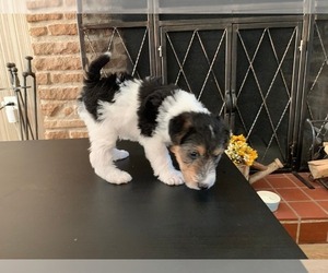 Wire Fox Terrier Puppy for sale in FEASTERVILLE, PA, USA