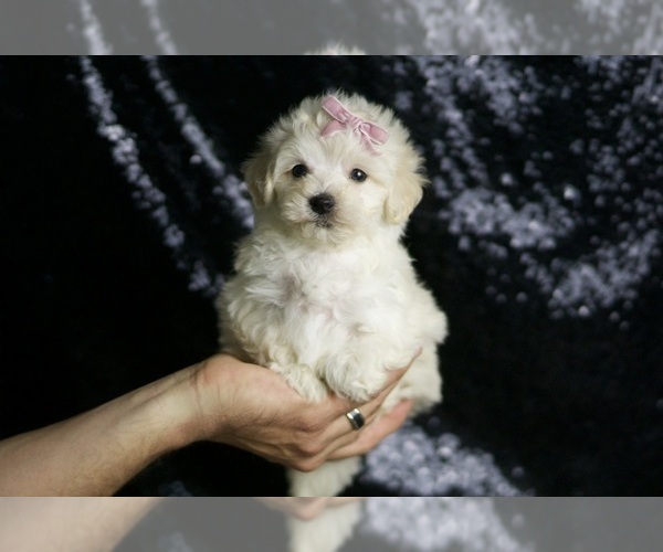 Medium Photo #107 Maltipoo Puppy For Sale in WARSAW, IN, USA