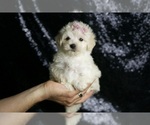 Small Photo #107 Maltipoo Puppy For Sale in WARSAW, IN, USA