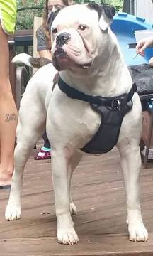 Medium Photo #1 American Bulldog Puppy For Sale in CHEBANSE, IL, USA