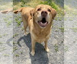 Small #1 Labrador Retriever