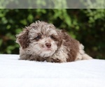 Small #3 ShihPoo