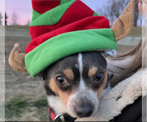 Jack Russell Terrier-Unknown Mix Dogs for adoption in Unionville, PA, USA