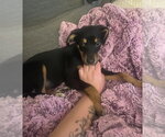 Small #11 Labrador Retriever Mix