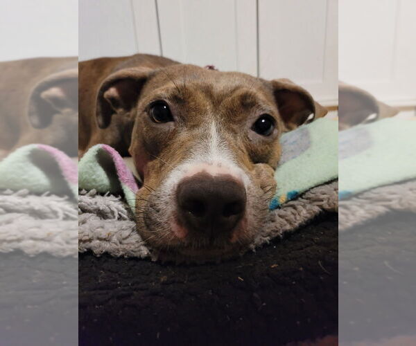 Medium Photo #3 American Staffordshire Terrier-Unknown Mix Puppy For Sale in Wenonah, NJ, USA