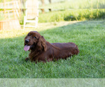 Small Photo #7 Irish Setter Puppy For Sale in JONES, MI, USA