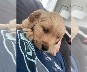 Golden Retriever Puppy for sale in AUBURN, WA, USA