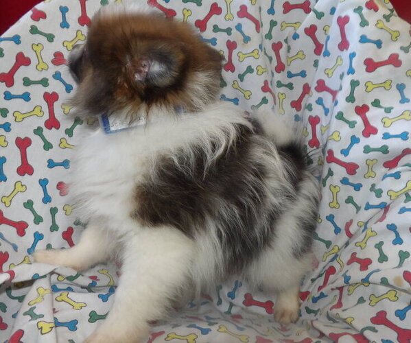 Medium Photo #3 Pomeranian Puppy For Sale in PATERSON, NJ, USA