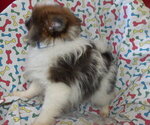 Small #2 Pomeranian
