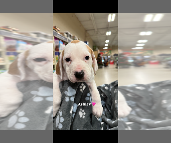 Medium Photo #4 Mutt Puppy For Sale in Wenonah, NJ, USA