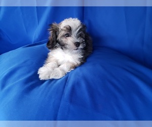 Maltipoo Puppy for sale in WHITTIER, CA, USA