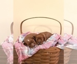 Small Photo #6 Cavapoo Puppy For Sale in COAL CITY, IN, USA