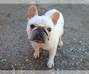 French Bulldog Dogs for adoption in Mission Viejo, CA, USA